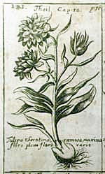 Kupferstich Tulpe